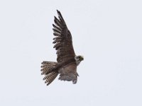 Ger- und Sakerfalke 022